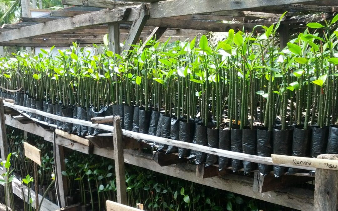 Mangroves Reforestation